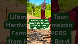 🙏💪EXCLUSIVE FARM TOUR HARDWORKING Jamaican Farmer STARTS OVER After Hurricane Beryl BATTERING [upl. by Ahsenaj]