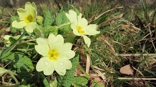 Wild Primroses [upl. by Marmion]