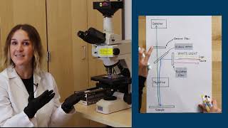 Fluorescence Microscopy [upl. by Ehc]