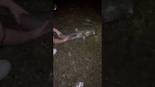 Releasing 18lb Flathead Catfish in Pittsburgh viralvideo fishing catfish shortvideo youtube [upl. by Owiat]