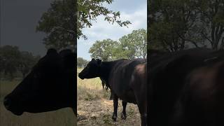 Myths vs Facts 100 GrassFed Beef [upl. by Keslie255]