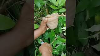 Lychee propagation part 3 lycheeplant litchi lycheefruit pakistan propagation asia nursery [upl. by Radie117]