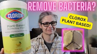 Clorox Plant Based Disinfecting Wipes Tested Do they Remove Bacteria in My Home [upl. by Ynamrej]