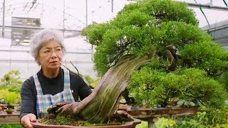 Bonsai the Endless Ritual  Extraordinary Rituals  Earth Unplugged [upl. by Uwton]