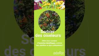 Ces plantes qui protègent notre jardin  Sorbier des oiseleurs 🌱 [upl. by Naihs]