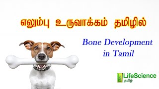 BONE DEVELOPMENT IN TAMIL  LIFESCIENCE TAMIL  TRB ZOOLOGY  TNSET  TNPSC  NEET [upl. by Giorgi]