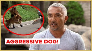 Can I help this AGGRESSIVE Dog  Cesar 911 [upl. by Adniral646]