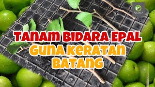 CARA TANAM BIDARA EPAL GUNA KERATAN BATANG  HOW TO PLANT JUJUBE ZIZIPHUS MAURITIANA FROM CUTTING [upl. by Nnylkoorb313]