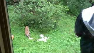 Feeding the bobcat [upl. by Eillit]