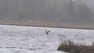 J amp D Nature Images Eagles and possibly holdover striped bass [upl. by Quick]