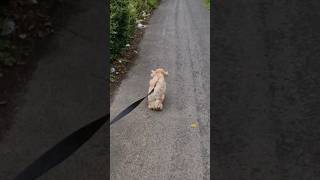 Puppy and Rustys Windy Walk somewhere in England [upl. by Eelrebmik826]