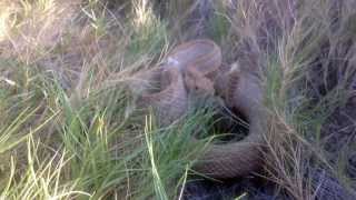 Cascabel Aruba Rattlesnake shot on iphone close up video [upl. by Gayle]