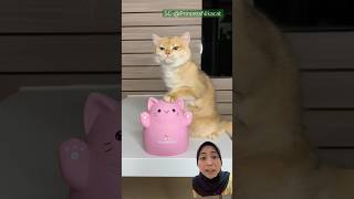 KUCING PINK⁉️😍 cat funny pets cute pink shorts drama [upl. by Tlihcox]