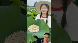 Harvest lotus seeds sonlv [upl. by Landy]