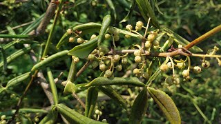 Winged Pepper Zanthoxylum alatum  Z armatum [upl. by Anreval297]