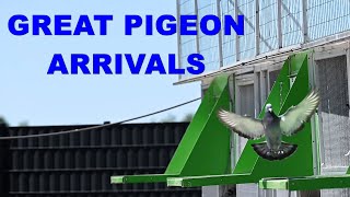 AMAZING PIGEON ARRIVALS FROM 373KM [upl. by Acina]