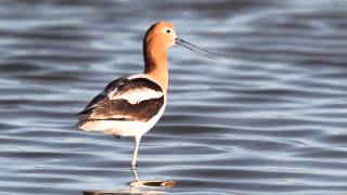 Avocet Calling [upl. by Eltsirc]