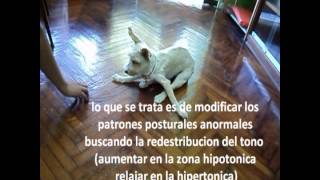 Rehabilitación y fisioterapia en secuelas de moquillo nervioso [upl. by Jared]