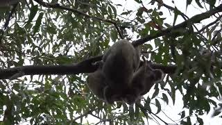 Wild koalas mating 25 Oct 22 [upl. by Ellevart]