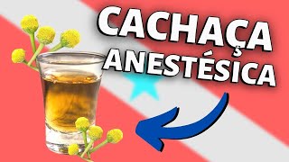 BOCA DORMENTE com Cachaça de Jambu  Review Cachaça de Jambu [upl. by Olpe]