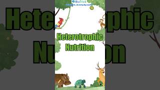 What is Heterotrophic Nutrition  Types of Nutrition  Class 10 11 Biology  NCERT neet biology [upl. by Erland]