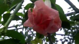 brugmansia pink perfection [upl. by Nameloc481]