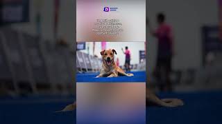 Buscan en Vallarta a perrito maratonista [upl. by Needan]