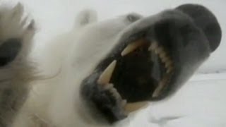 Polar Bear Attack Video 2013 Maine Lawyer Attacked by Polar Bear [upl. by Siloum]