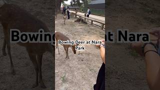 Bowing Deer at Nara Park bowing deer narapark japan travel jackcariss [upl. by Ahsoik647]