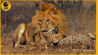 Male Lion Savagely Attacks Cheetah  Animal Fighting [upl. by Blondy]