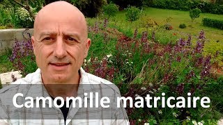 Camomille matricaire [upl. by Shornick]