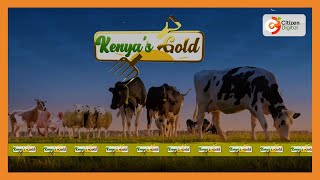 KENYAS FARMING  Dairy Farming Part 1 [upl. by Wye]