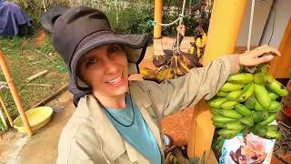 Working on my Rural Colombian Homestead Harvesting Yuca and Plantains  Life in Colombia [upl. by Yehc]