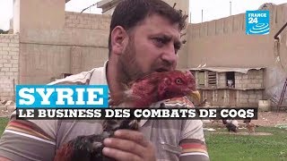 Le business des combats de coqs en Syrie [upl. by Colin]