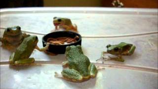 Gray Grey Tree Frog Feeding Frenzy [upl. by Adiv]