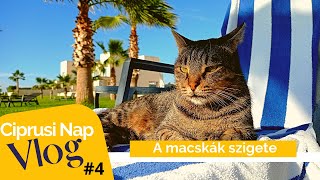 Ciprusi Nap Vlog4 – Ciprus a macskák szigete [upl. by Arni]