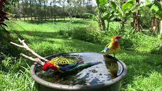 Eastern Rosellas Male and Female Splashing in a Birdbath [upl. by Wulf]