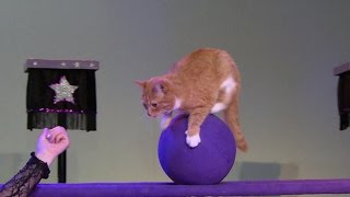 Presenting The amazing acrobatic cats [upl. by Karole]