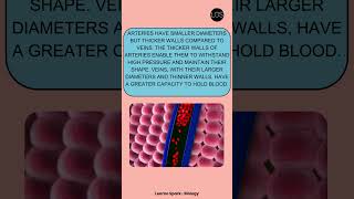 Difference between Arteries and Veins  Life Processes  Class 10 [upl. by Nageem]