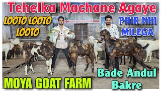 Reasonable Bhao Big Andul Goat At MOYA GOAT FARM  Saste Bade 2024 Palne Wale Bakre In Bhiwandi [upl. by Eidua684]