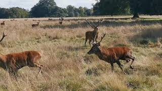 Rutting Red Deer Stags [upl. by Balfore]