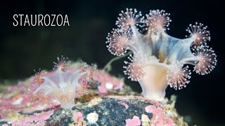 Estauromedusas los cnidarios más distintos [upl. by Farica267]