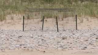 Piping Plover in the Great Lakes [upl. by Cavanagh]