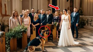 On Her Wedding Day Her Dog Blocked Her Path — Then She Discovered the Heartbreaking Reason [upl. by Vivyan]