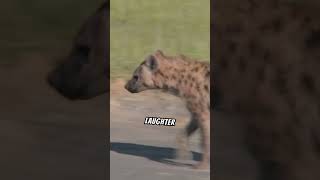 Why do hyenas laugh [upl. by Retsila]