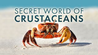 Secret World of Crustaceans [upl. by Nnayllas]