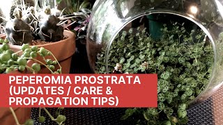 Peperomia Prostrata Updates  Care amp Propagation Tips [upl. by Malcolm]