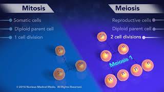 Mitosis vs Meiosis [upl. by Mera839]