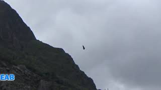 Condor Pasa  Inti Illimani [upl. by Powers131]