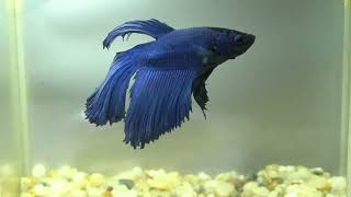 betta fish fish bettafish shorts 439 [upl. by Ferdinanda]